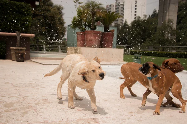 Perro feliz —  Fotos de Stock