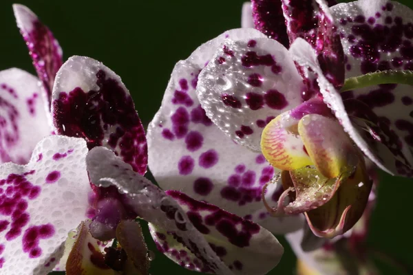 Phalaenopsis — Stockfoto