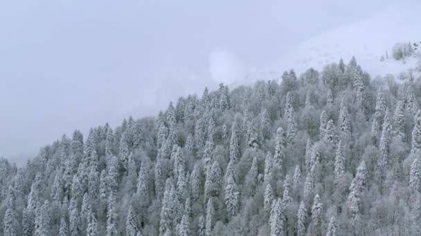 Barrskog täckt med nysnö och hasselfrost på vintern berg — Stockvideo