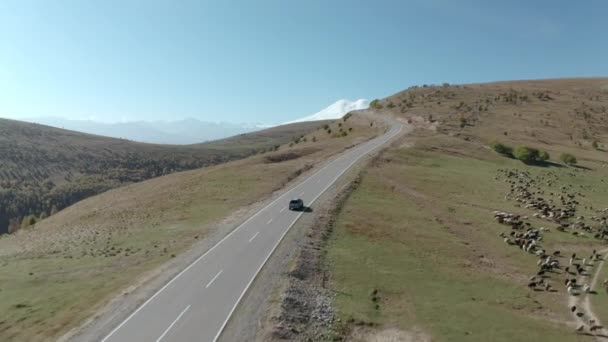 Conduites de voitures SUV promenades devant un troupeau de moutons le long de la route sur les pâturages de bétail de fond et le sommet enneigé Elbrus. Dzhily Su en Kabardino-Balkarie de la hauteur vol suivre drone. — Video