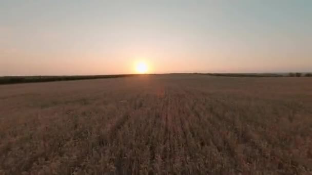 Racing fpv drone freestyle flight with loop and rotation above large field with dry plants and green trees under clear blue sky at bright evening summer sunset — Stock Video
