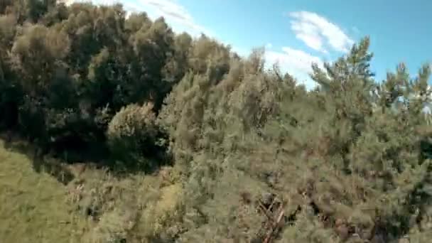 Fpv sport drone dělá freestyle triky nad velkou louku u starého borového lesa pod modrou oblohou s mraky na slunné letní den první letecký pohled — Stock video