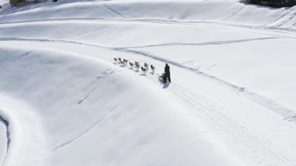 Flygfoto följa visa manliga ridning på släde hundar som kör på väg på fantastiska vinter natur landskap. Aktiv man njuter snöig utomhus underhållning aktivitet hastighet ras på djur på landsbygden resort — Stockvideo