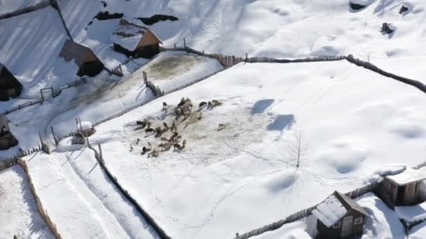 Кози на фермі овечих зимових сільських територіях на лижному курорті. Лижний підйом на зимовий курорт. Зимове село сонячний денний халет від літального дрона 4k — стокове відео