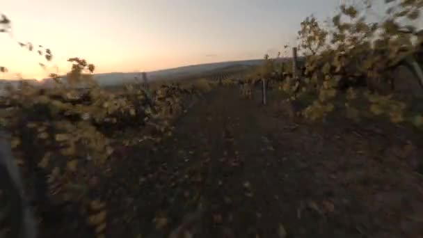 Disparos de alta velocidad fpv deporte drone movimiento sobre viñedo campo natural — Vídeos de Stock