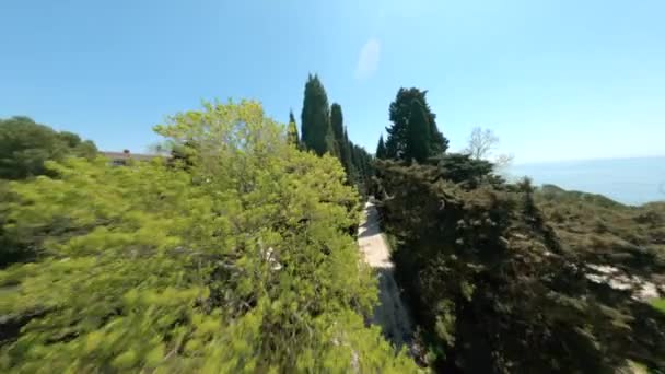 Várias árvores verdes crescem por calçada de asfalto e hotéis — Vídeo de Stock