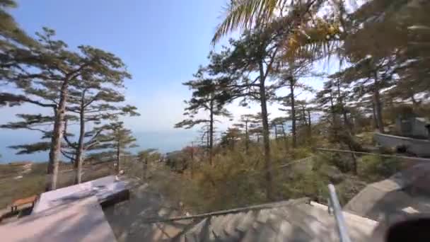 Plante pot vert sur le bord de balcon en bois de l'hôtel contre la forêt — Video