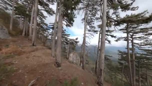 Alberi di pino sempreverde crescono sul bordo roccioso marrone scogliera fpv — Video Stock