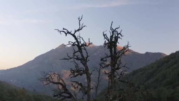 Bare träd mot skog bergstoppar upplysta av solljus — Stockvideo