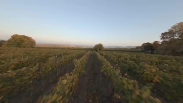Freestyle velocità fpv sport drone vicino movimento sul campo con piante in crescita — Video Stock