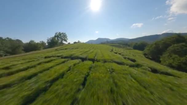 Vol extrême vitesse fpv sport drone nature vallée thé plantation Matsesta, Sotchi à été ensoleillé — Video