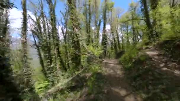 Terreno marrón carril bici extrema en verde denso bosque — Vídeos de Stock