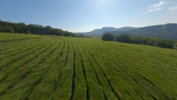 Freestyle vol rotation plan aérien sur fpv sport drone thé plantation — Video