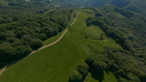 Extrême vol rapproché plantation de thé couvert de verdure arbres — Video