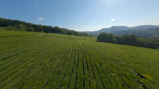 Extrême grande vitesse vol fpv sport drone nature vallée thé plantation — Video
