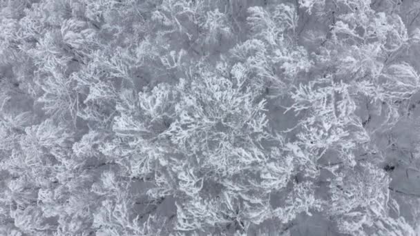 Vista aérea superior de cima incríveis galhos de árvores de geada cobertos por esmaltes de gelo voando sobre o vale da floresta — Vídeo de Stock