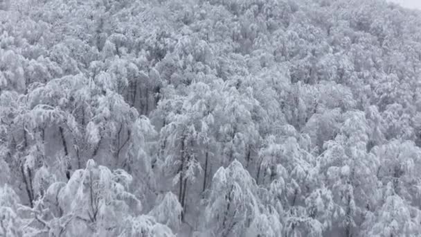 Pomalu let husté bílé stromy ledový les na vysoké hoře studené zimní období