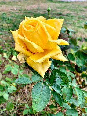 Bahçedeki sarı gül Çiy damlalarıyla yağmurda