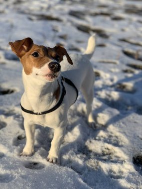 Köpek Jack Russell Teriyer, karlı bir arka planda yakın plan melezi.