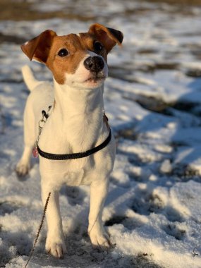 Köpek Jack Russell Teriyer, karlı bir arka planda yakın plan melezi.
