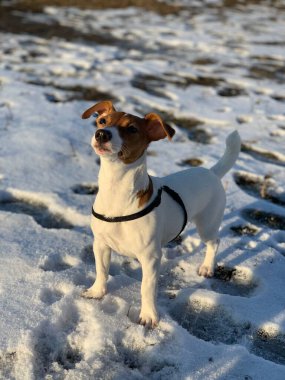 Komik köpek yavrusu Jack Russell Terrier. Yaklaş.