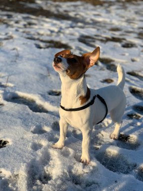 Komik köpek yavrusu Jack Russell Terrier. Yaklaş.
