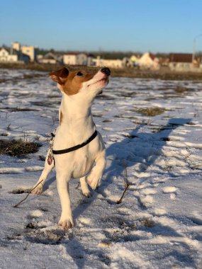 Komik köpek yavrusu Jack Russell Terrier. Yaklaş.