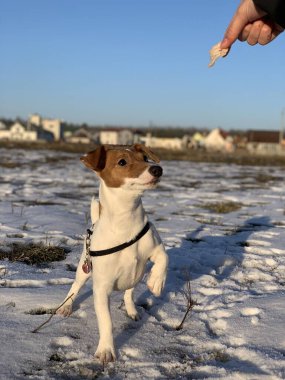 Komik köpek yavrusu Jack Russell Terrier. Yaklaş.