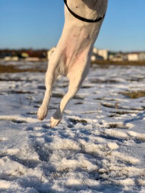 Yavru köpek Jack Russell Teriyer gövdesi bir atlayışta yakın plan