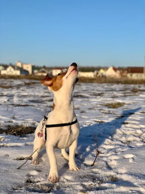 Komik köpek yavrusu Jack Russell Teriyer, karlı arka planda yakın plan.