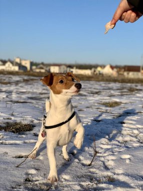 Komik köpek yavrusu Jack Russell Teriyer, karlı arka planda yakın plan.