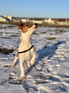 Komik köpek yavrusu Jack Russell Teriyer, karlı arka planda yakın plan.