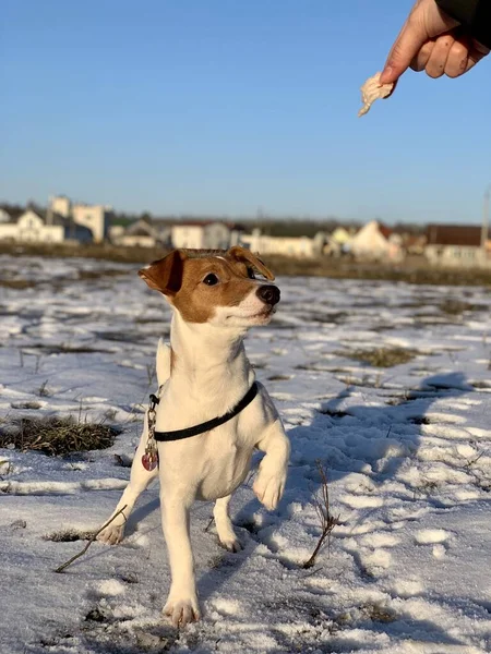 Komik köpek yavrusu Jack Russell Teriyer, karlı arka planda yakın plan.