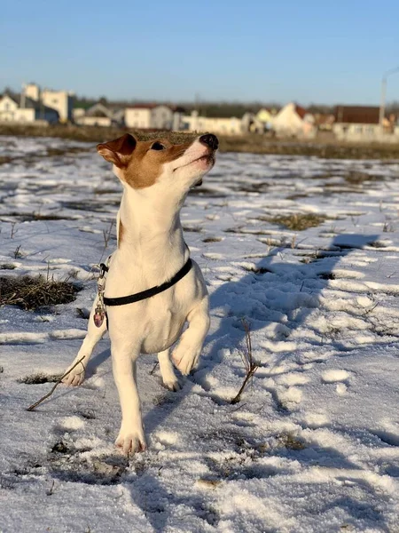 Komik köpek yavrusu Jack Russell Teriyer, karlı arka planda yakın plan.