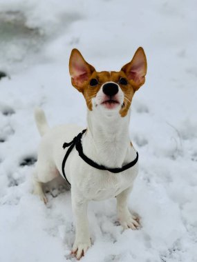 Gülümseyen komik Jack Russell Terrier köpeği