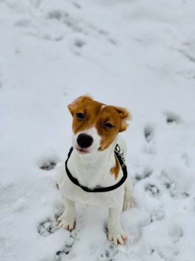 Gülümseyen komik Jack Russell Terrier köpeği