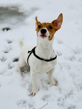 Gülümseyen komik Jack Russell Terrier köpeği