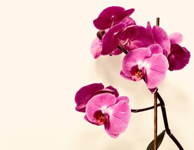 Beyaz arka planda beyaz ve pembe orkideler. Hediye çeki. Yazıtlar, harfler, resimler için boşluk ile.