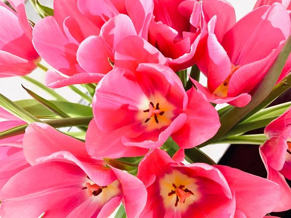 beautiful pink flowers tulips close-up. Bouquet of tulips. horizontal orientation. Wallpaper.