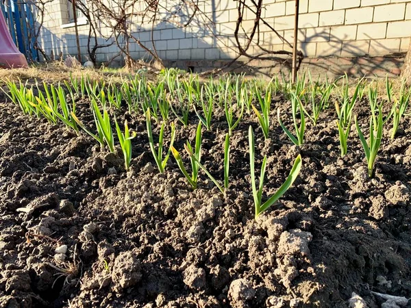 Growing garlic in the garden. Vegetable garden, herbs, seedlings, garlic, young garlic, vitamins, black soil, spring, harvest, sowing, small sprouts, awakening, vegan, garden beds.