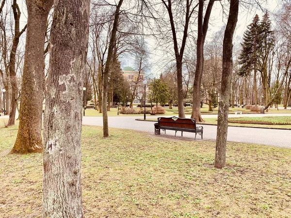 Spring park. In the background there is a wooden bench in a nature park, a bench with wrought iron legs and wooden seats for resting.