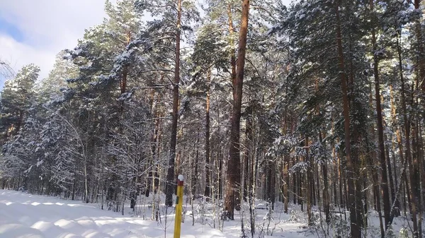 Champ Enneigé Autour Forêt Hiver Sur Fond Ciel Bleu Vif — Photo