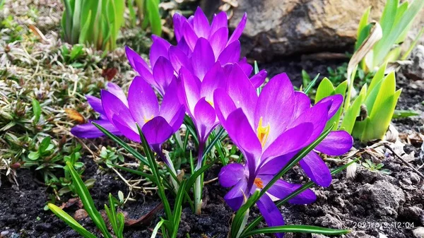 Crocus Első Tavaszi Virágok Közelről Finom Lila Rügyek Tavaszi Szimbólum — Stock Fotó
