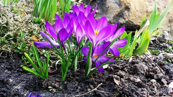 Όμορφα Μοβ Κρουστά Την Άνοιξη Άνοιξη Φυσικό Φόντο Πρώτα Λουλούδια — Φωτογραφία Αρχείου