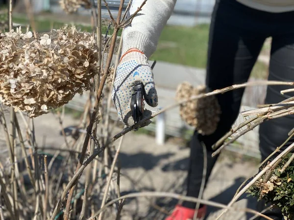 Gadis Tukang Kebun Memangkas Bunga Kering Dengan Penggunting Latar Belakang — Stok Foto