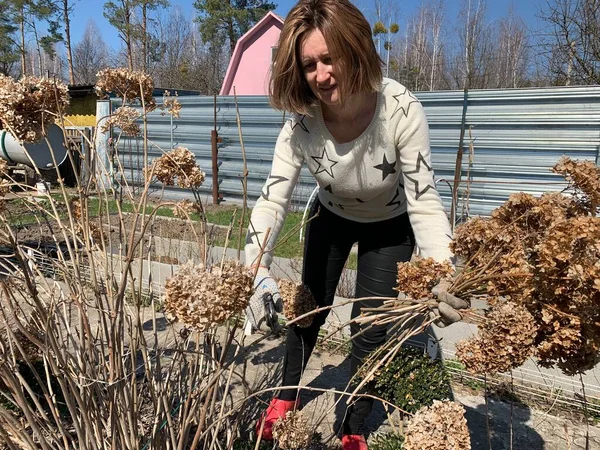 Seorang Wanita Memotong Cabang Cabang Kering Bunga Dengan Gunting Taman — Stok Foto