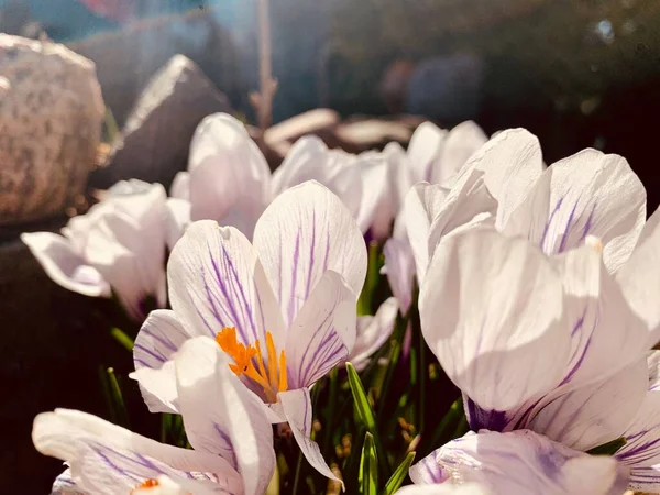 Όμορφα Λευκά Κρουασάν Την Άνοιξη Άνοιξη Φυσικό Φόντο Πρώτα Λουλούδια — Φωτογραφία Αρχείου