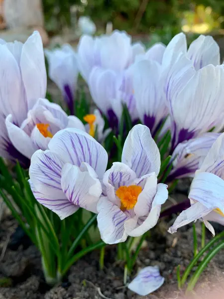 Όμορφα Λευκά Κρουασάν Την Άνοιξη Άνοιξη Φυσικό Φόντο Πρώτα Λουλούδια — Φωτογραφία Αρχείου
