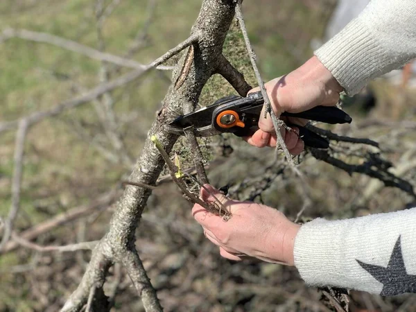 Memangkas Cabang Cabang Pohon Kering Taman Musim Semi Dengan Gunting — Stok Foto
