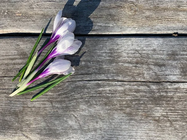 Белые Красивые Цветки Крокуса Деревянном Фоне Цветы Сером Фоне Принято — стоковое фото
